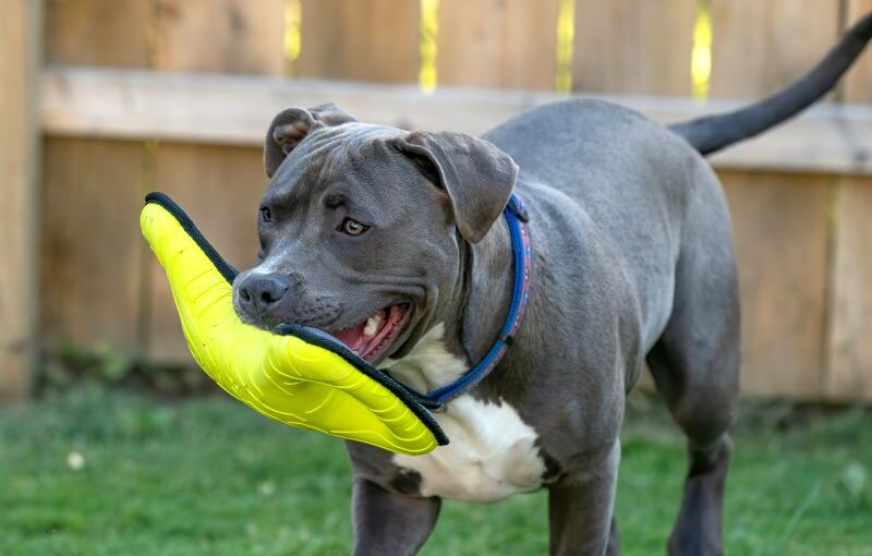 pit bulls ultra-durable toys for tough dogs 2
