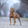 Pit Bull Tail Injuries And How To Spot Them
