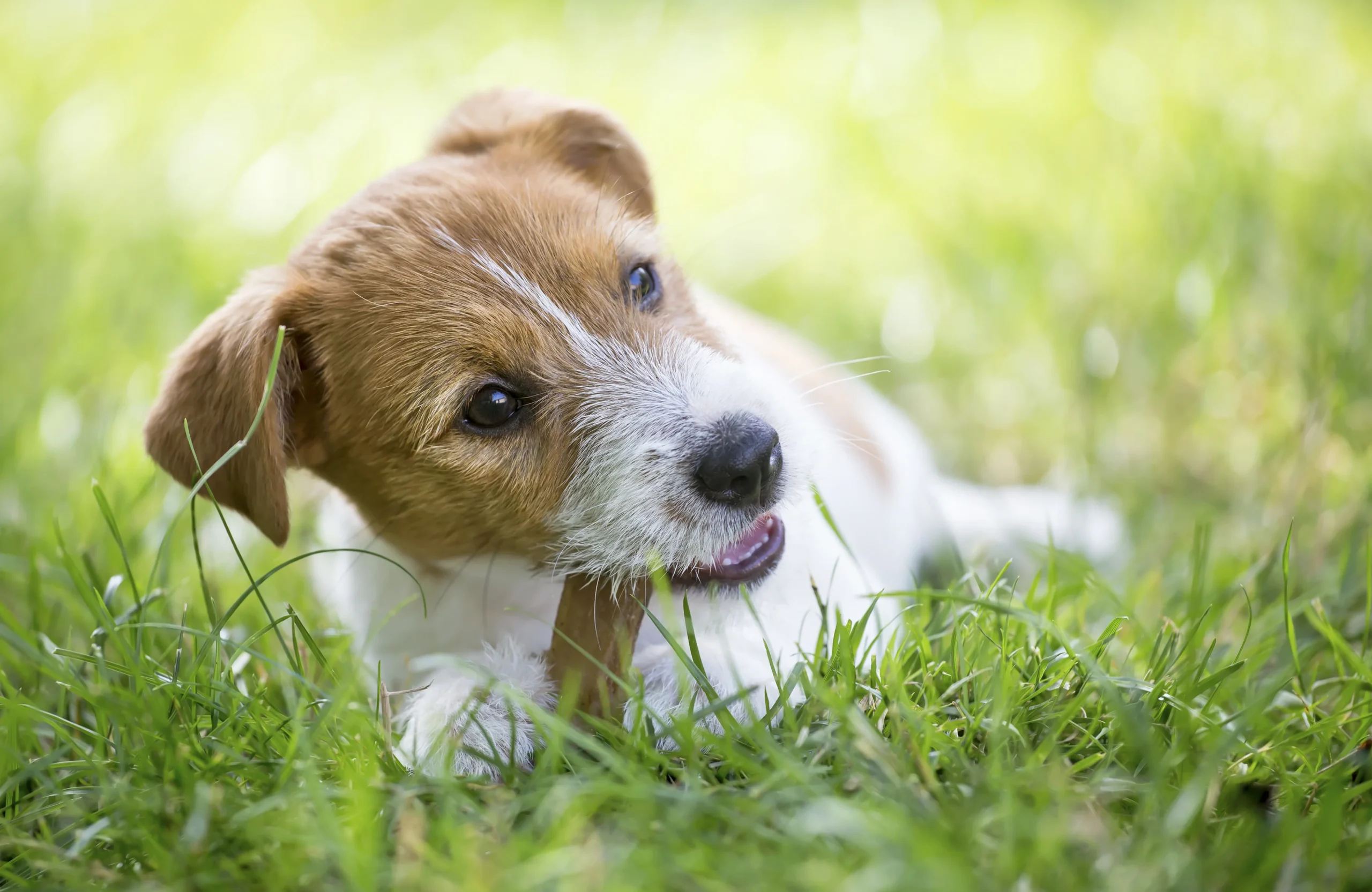 the Right Bully Stick for Your Dog