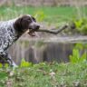 shorthaired pointer mixes