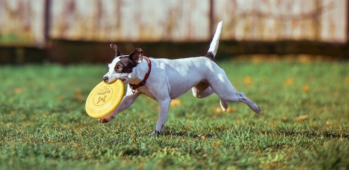 soft frisbees for your pitbull