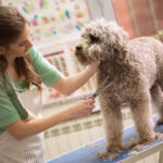 pet grooming salons in your area