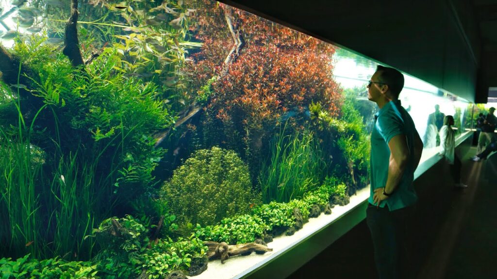 Creating a Stunning and Vibrant Aquarium