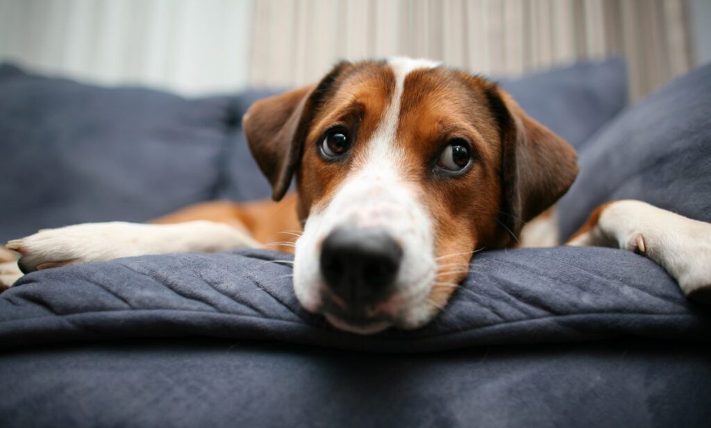 Preventing Separation Anxiety in Adopted Pets