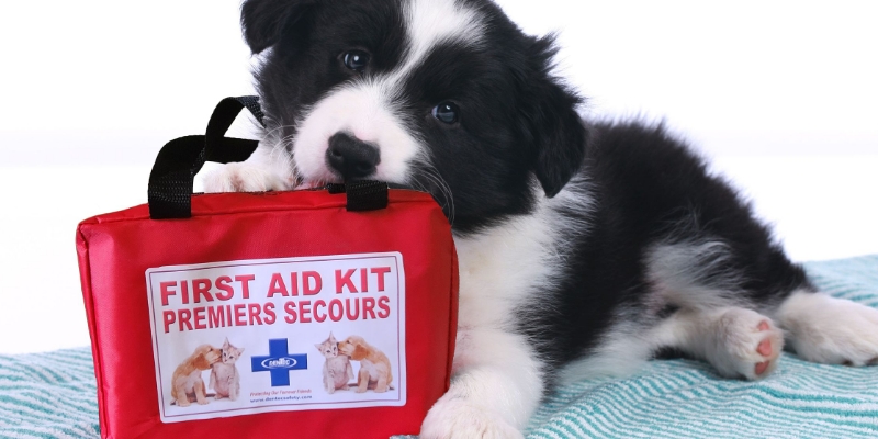 Essential Items for Creating a Pet First Aid Kit