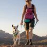Essential Gear for Hiking With Your Canine Companion
