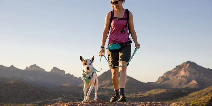 Essential Gear for Hiking With Your Canine Companion