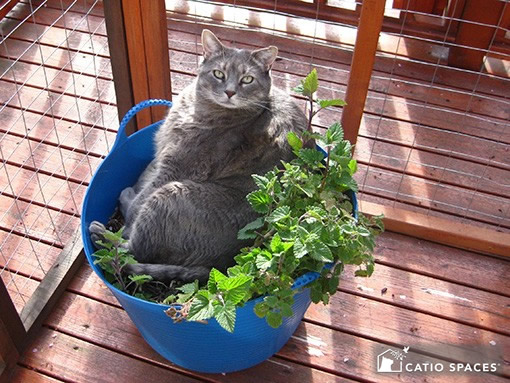 Pet-Friendly Plants for a Cat-Safe Garden