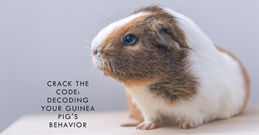 Understanding Guinea Pig Vocalizations And Behaviors