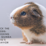 Understanding Guinea Pig Vocalizations And Behaviors